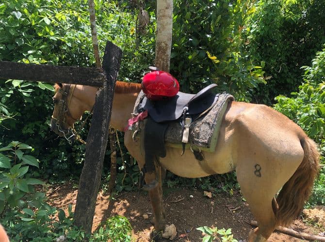 Horse on the side of the trail to El Limon waterfall