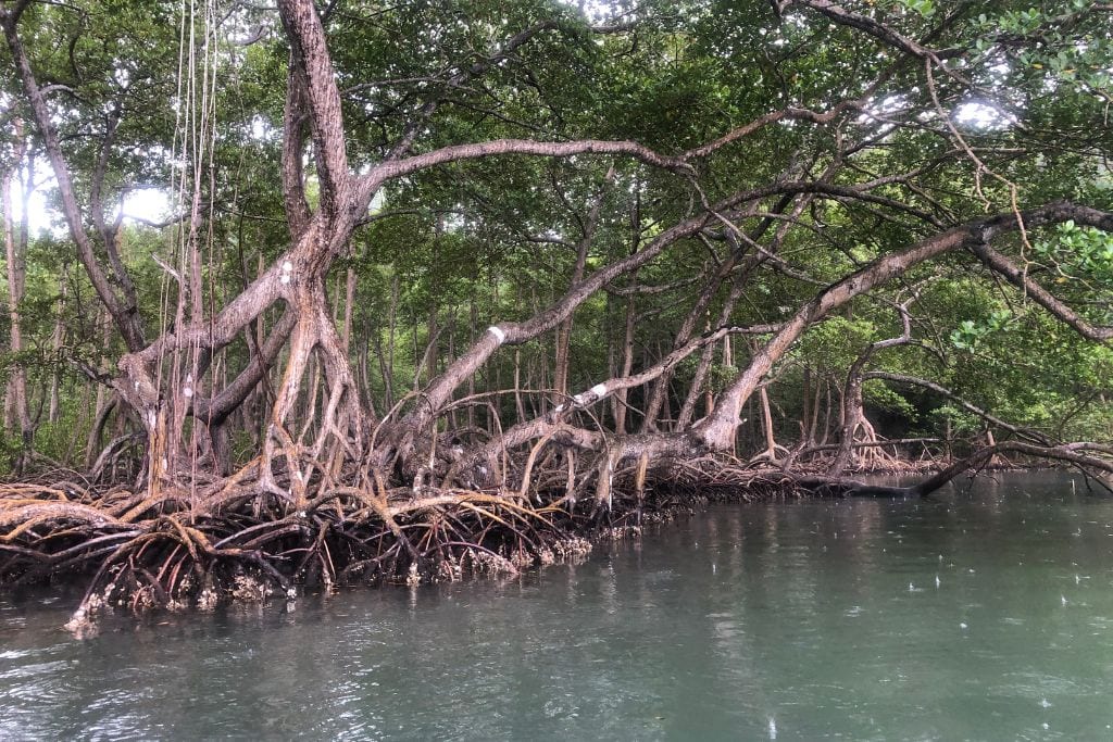 A mangrove in Los Haitises National Park