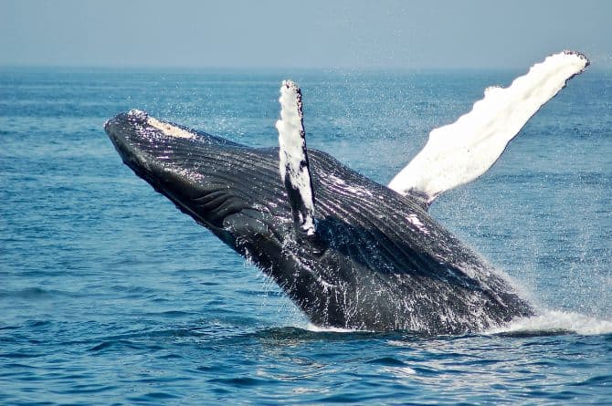 Humpback whale breaching