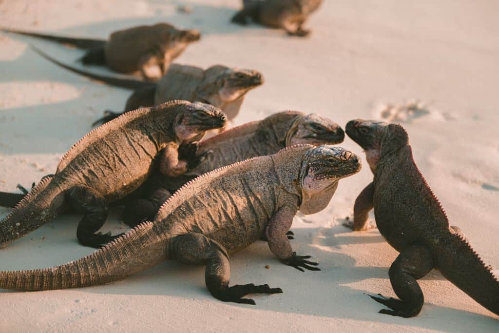 Picture of Iguanas you can expect on the Exuma Cays. 