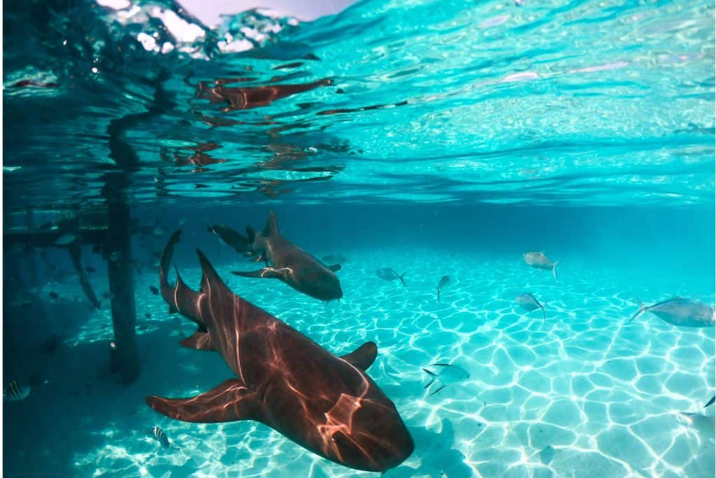 Underwater photo of nurse sharks