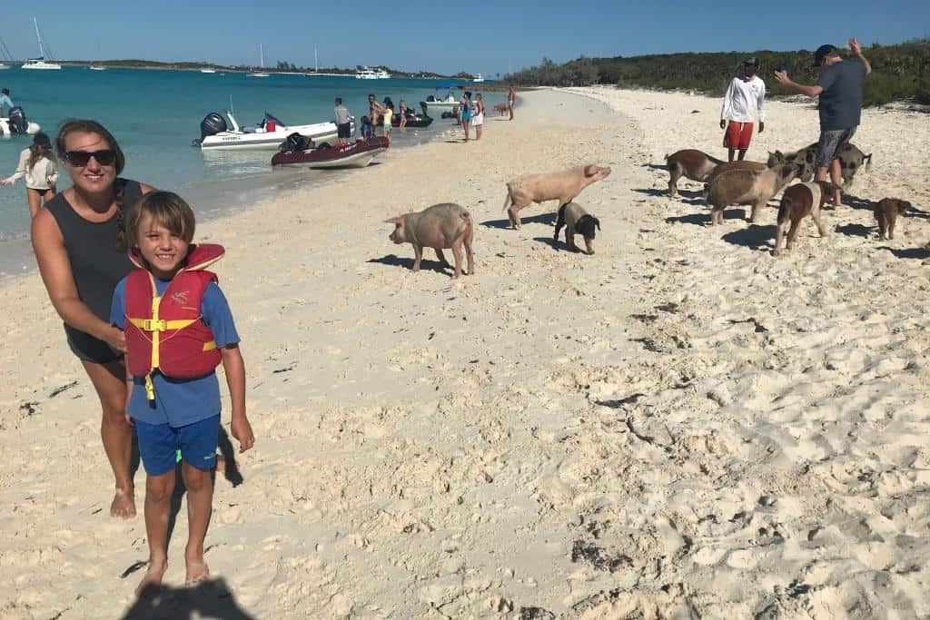 Photo With The Pigs On The Beach