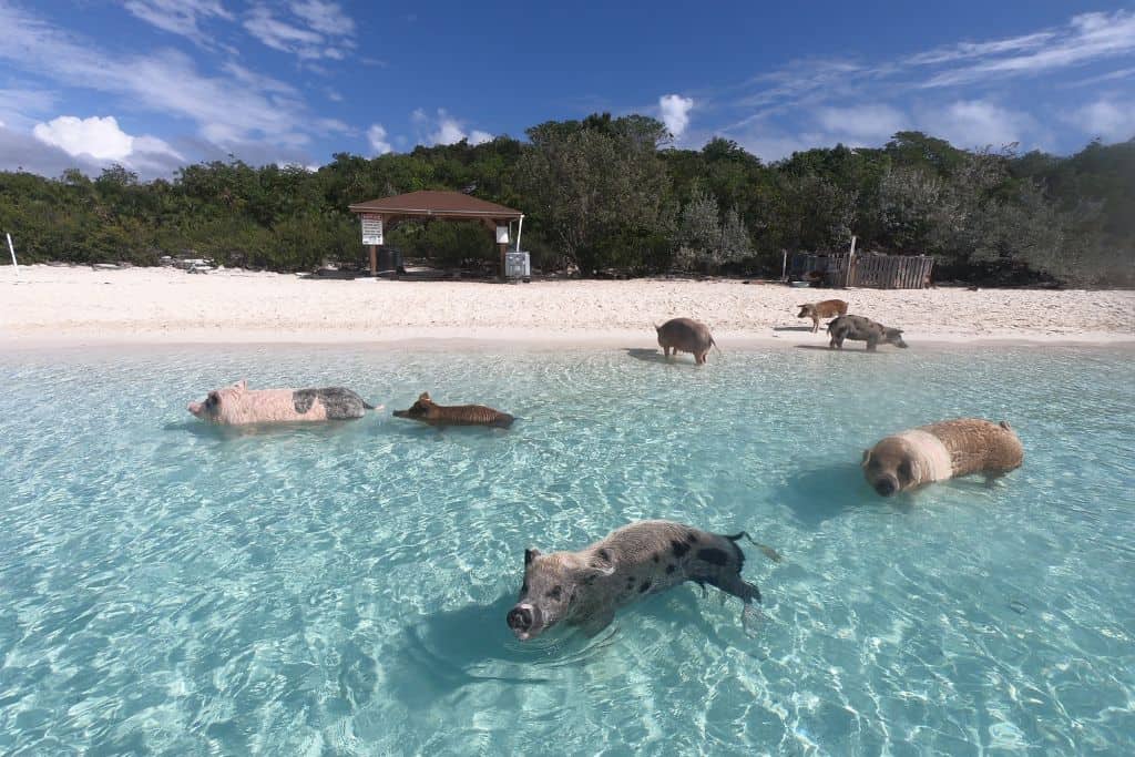 Swimming Pigs