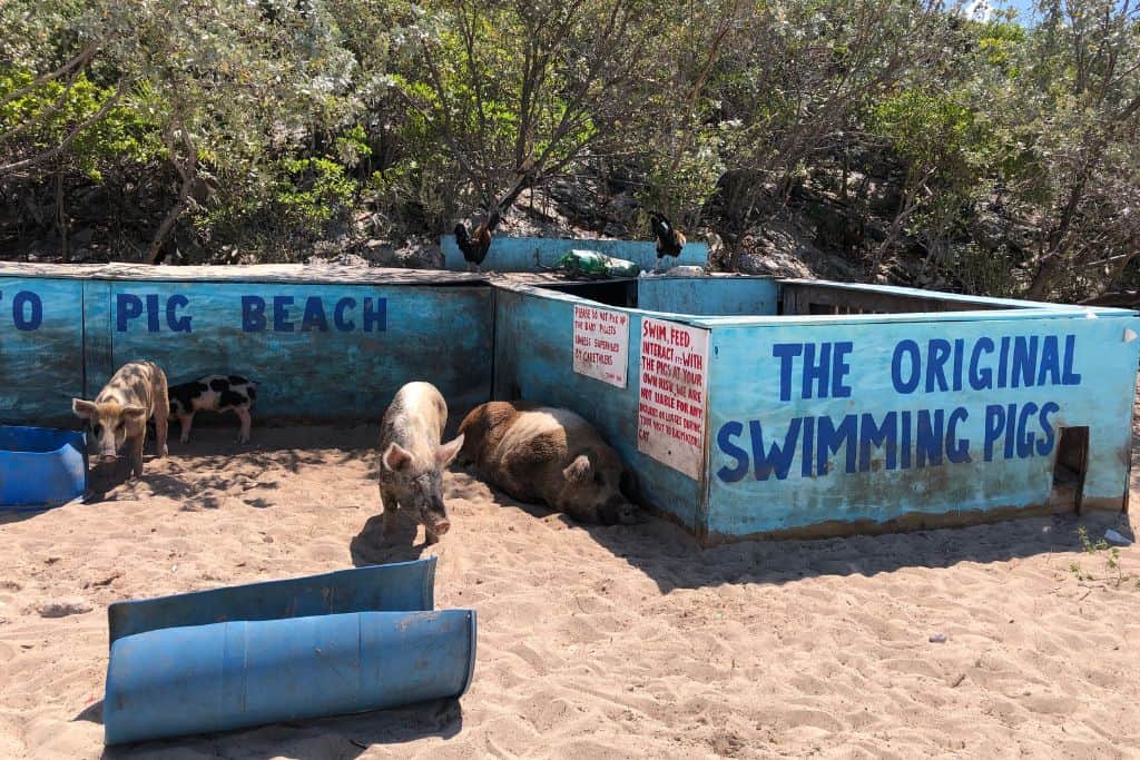 The original Swimming pigs on the beach at Big Majors Cay.