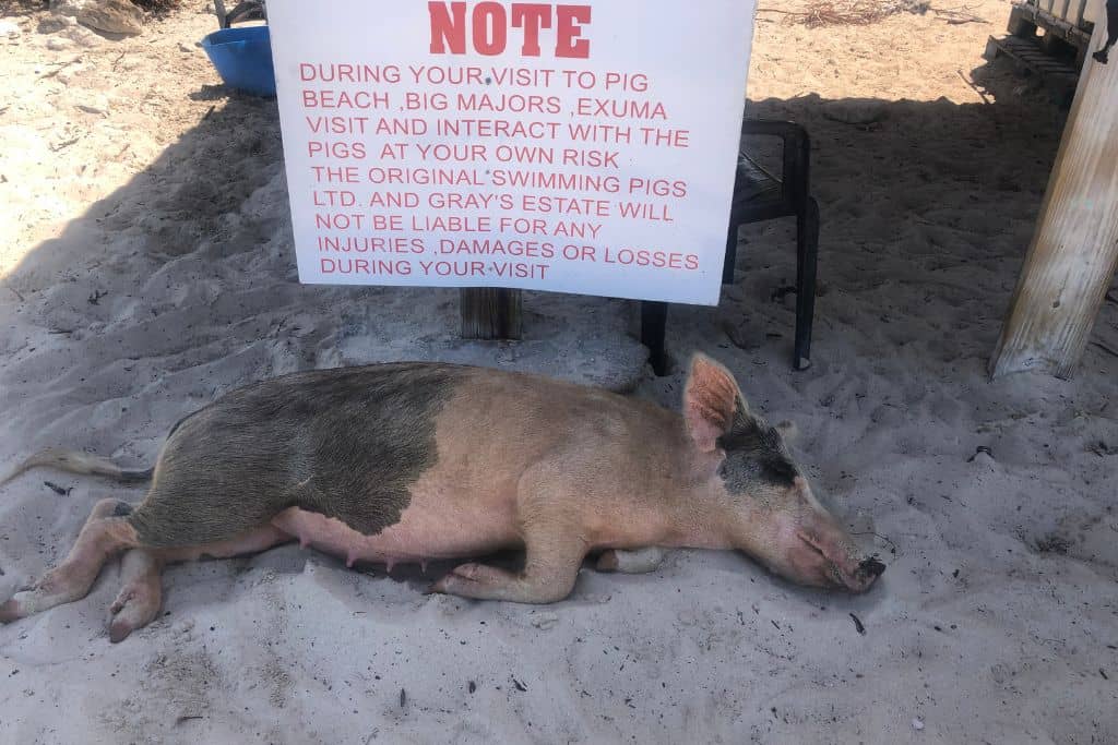 Pig napping in the shade at Big Majors Cay